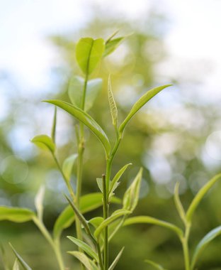 Yeşil çay tomurcuğu ve yapraklar.
