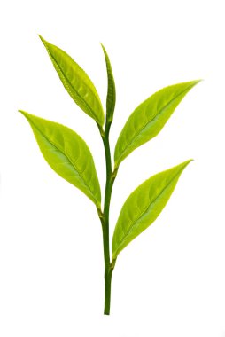 Beyaz arkaplanda yeşil çay yaprağı izole