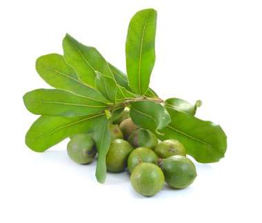 Beyaz arka planda Macadamia fındıkları