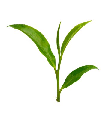 Beyaz arkaplanda yeşil çay yaprağı izole