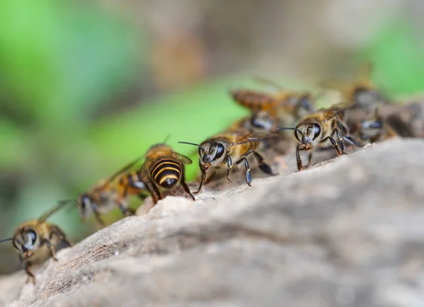 Les abeilles — Photo