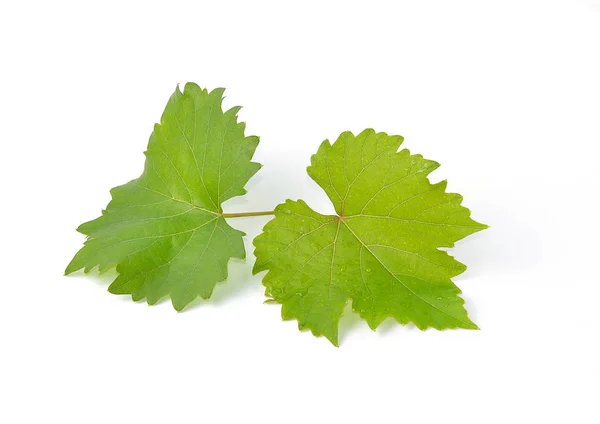 Feuilles Raisin Isolé Sur Fond Blanc — Photo