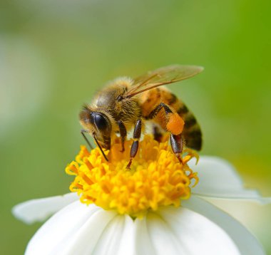 Bee ile bir çiçek.