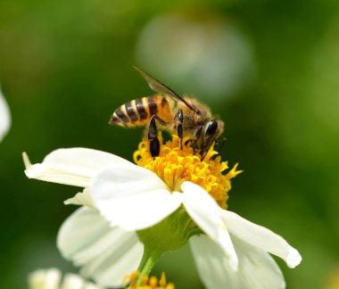 Bee ile bir çiçek.