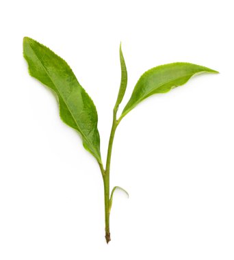Beyaz arkaplanda yeşil çay yaprağı izole