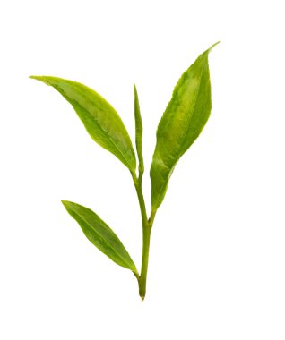 Beyaz arkaplanda yeşil çay yaprağı izole