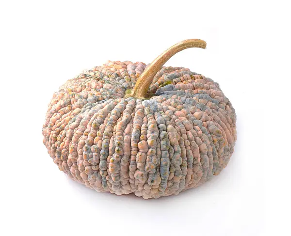Pumpkins Isolated White Background — Stock Photo, Image