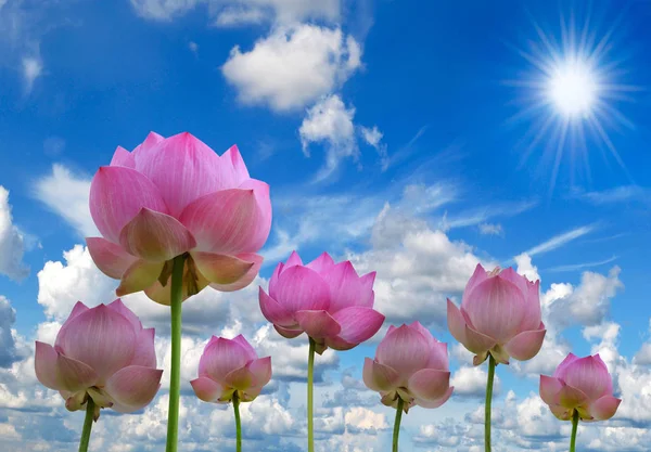 Lótus Rosa Luz Solar Fundo Céu Azul — Fotografia de Stock