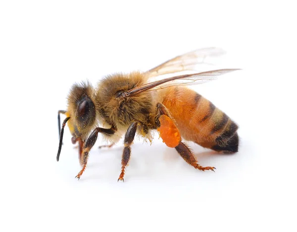 Пчела Изолирована Белом Фоне — стоковое фото