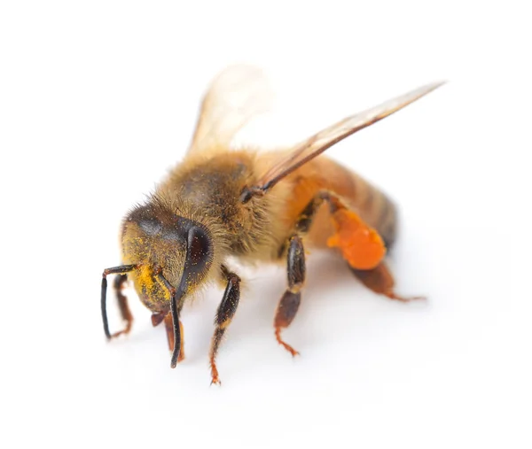 Bee Geïsoleerd Witte Achtergrond — Stockfoto