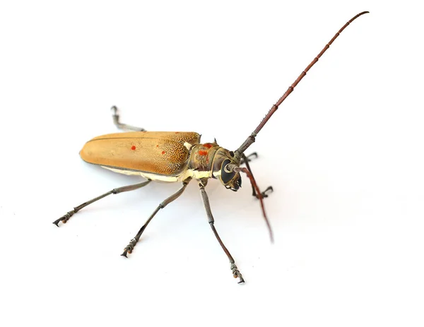 Bug Geïsoleerd Witte Achtergrond — Stockfoto