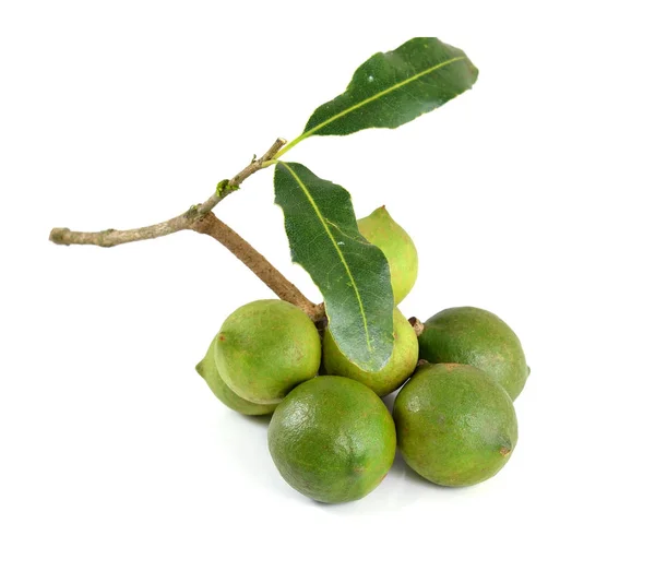 Nueces Macadamia Sobre Fondo Blanco — Foto de Stock