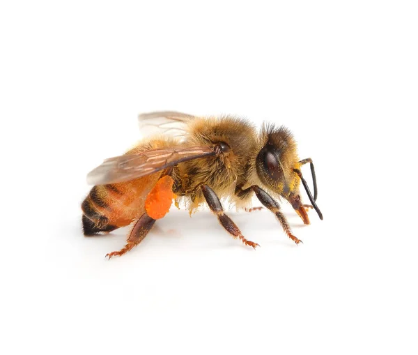 Bee Geïsoleerd Witte Achtergrondgeluid — Stockfoto