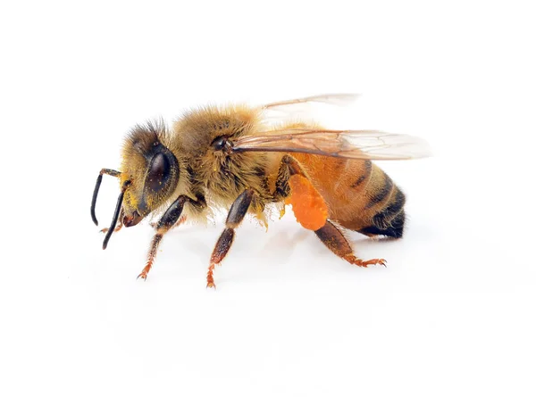 Bee Geïsoleerd Witte Achtergrond — Stockfoto