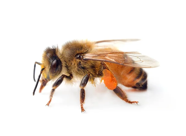 Bee Geïsoleerd Witte Achtergrond — Stockfoto