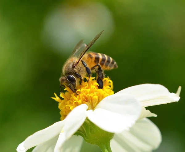 Blomma — Stockfoto