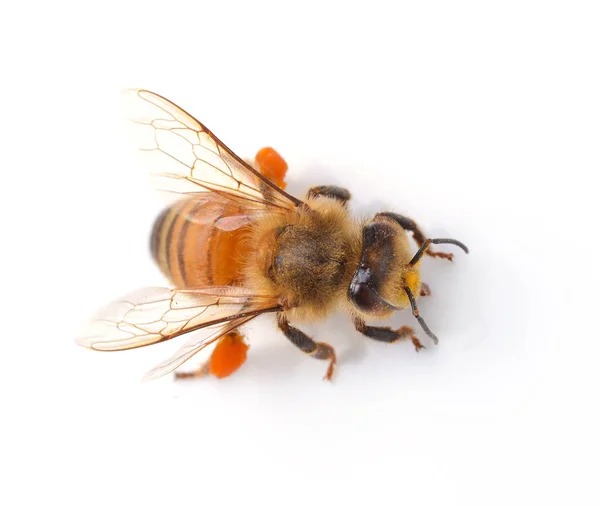 Bee Geïsoleerd Witte Achtergrond — Stockfoto