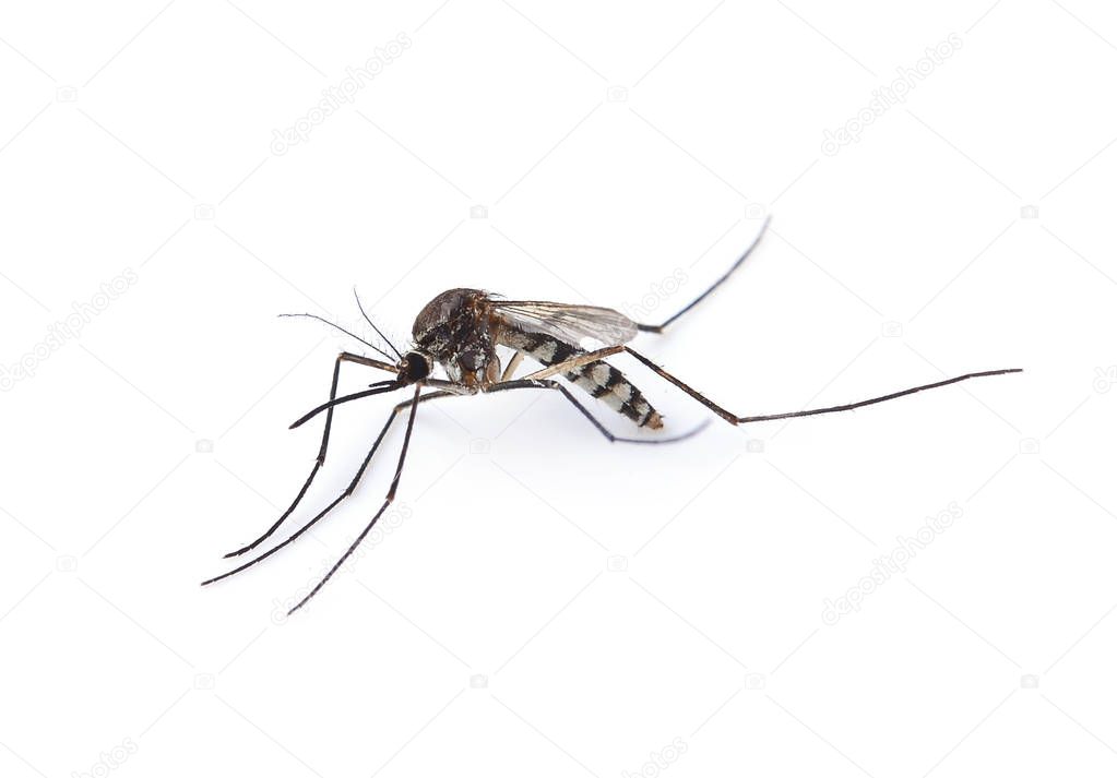 Mosquito isolated on white backgroun