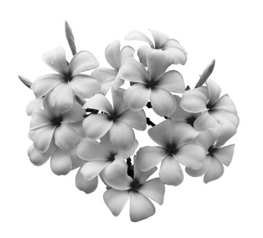 Beyaz arkaplanda izole Frangipani çiçeği