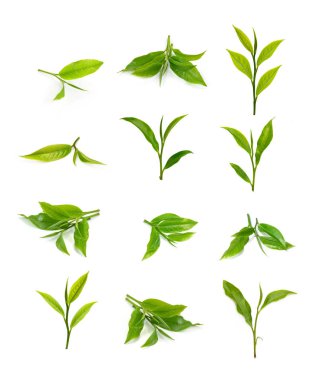 Beyaz arkaplanda yeşil çay yaprağı izole