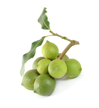 Beyaz arka planda Macadamia fındıkları