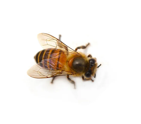 Bijen Witte Achtergrond — Stockfoto