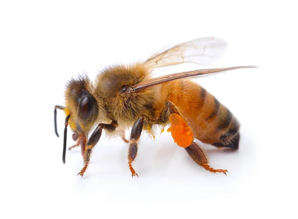 Die Biene Auf Weißem Hintergrund — Stockfoto