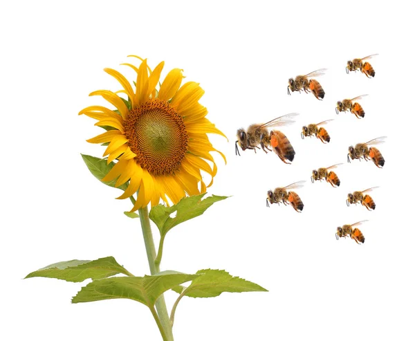 Solros Bee Isolerad Vit Bakgrund — Stockfoto