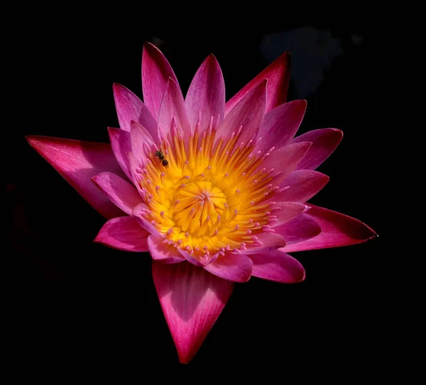 Fleur Lotus Isolée Sur Fond Noir — Photo