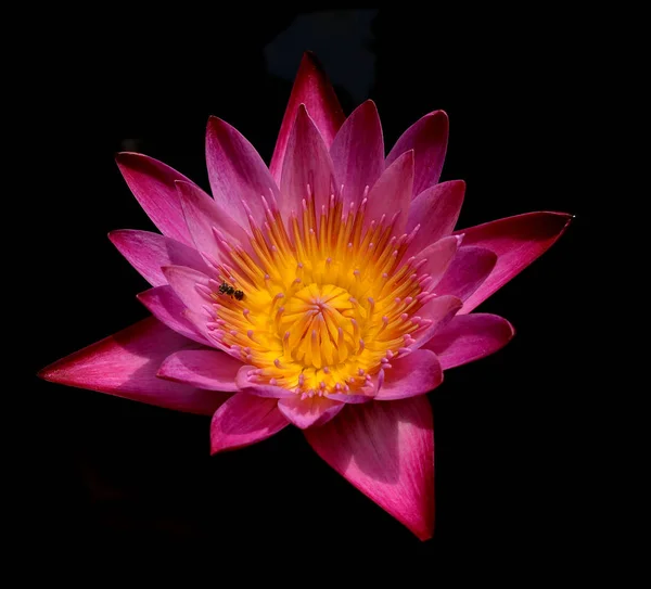 Fleur Lotus Isolée Sur Fond Noir — Photo