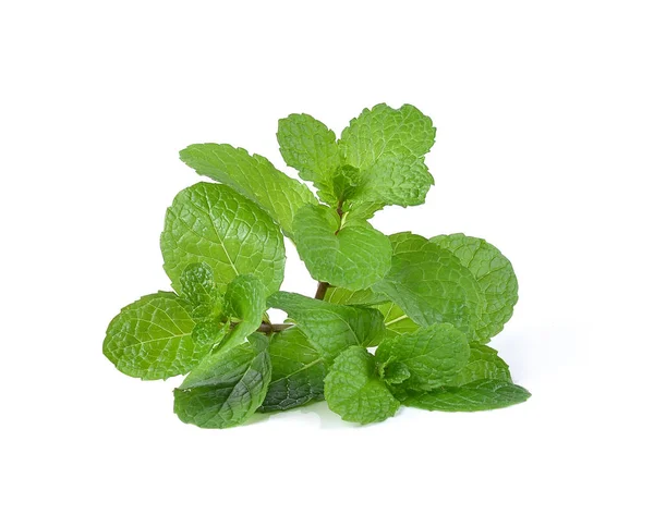 Daun Mint Terisolasi Latar Belakang Putih — Stok Foto