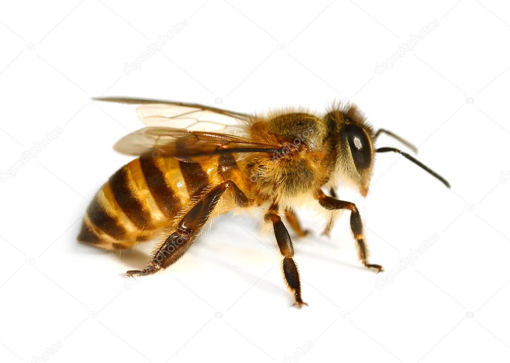 The bee on white background