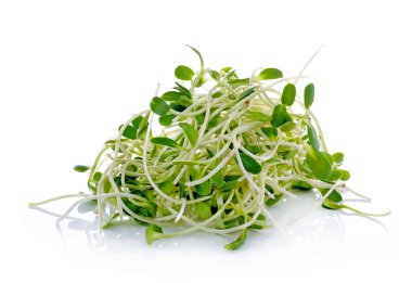 yeşil genç ayçiçeği filizleri beyaz arka planda izole edilmiş.