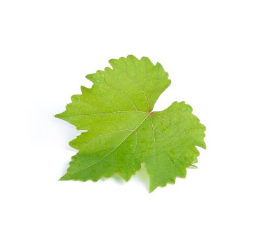 Beyaz arka plan üzerinde izole üzüm yaprakları