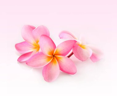 Beyaz arkaplanda izole Frangipani çiçeği