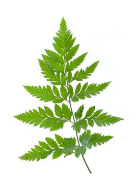 Beyaz arkaplanda yeşil eğreltiotu yaprağı izole