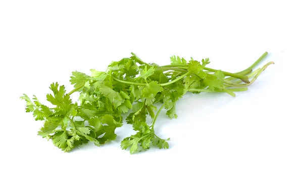 Cilantro Sobre Fondo Blanco — Foto de Stock