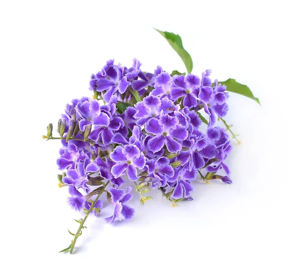 Purple Flowers Isolated White Background — Stock Photo, Image