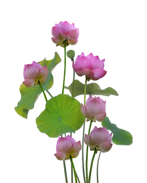 Roze Lotus Geïsoleerd Witte Achtergrond — Stockfoto