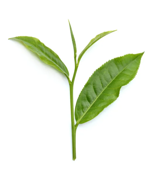Φύλλα Πράσινου Τσαγιού Απομονωμένα Λευκό Φόντο — Φωτογραφία Αρχείου