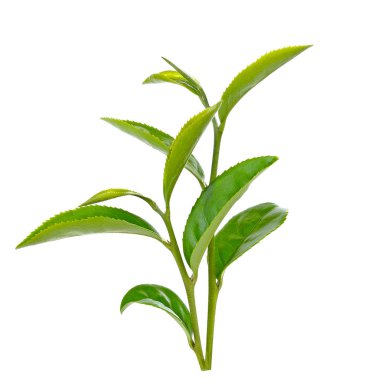 Beyaz arkaplanda yeşil çay yaprağı izole