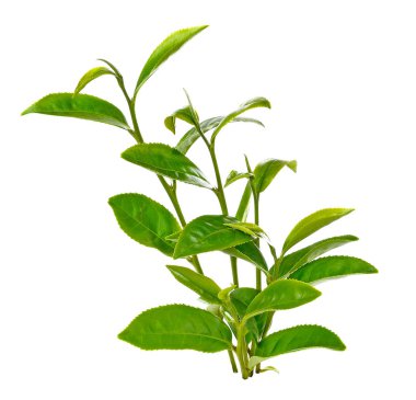 Beyaz arkaplanda yeşil çay yaprağı izole