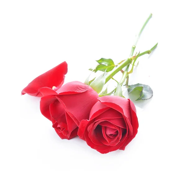 Czerwona Róża Izolowana Białym Tle — Zdjęcie stockowe