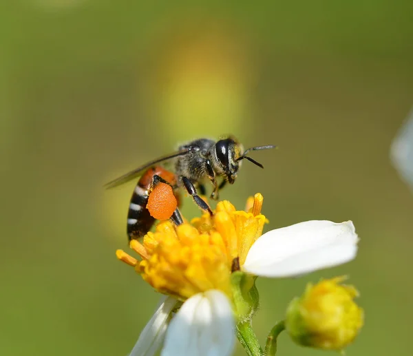 Abelhas Uma Flor — Fotografia de Stock