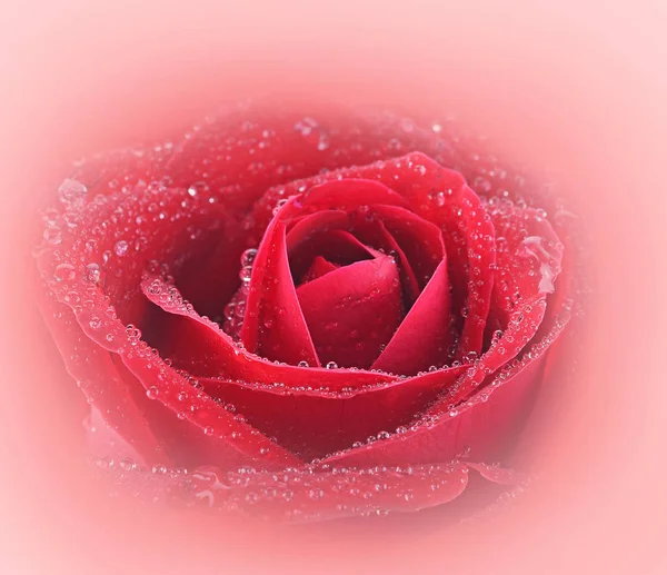 Zbliżenie Makro Ujęcie Czerwonej Róży — Zdjęcie stockowe