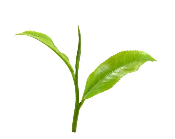 Feuille Thé Vert Isolé Sur Fond Blanc — Photo