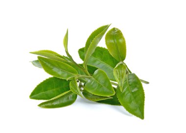 Beyaz arkaplanda yeşil çay yaprağı izole