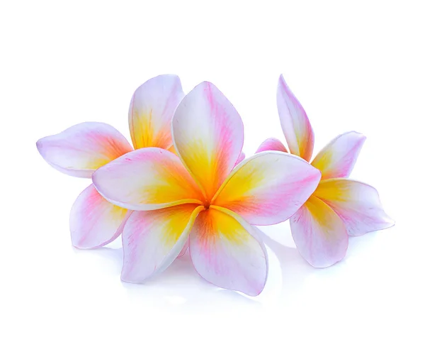 Flor Frangipani Isolada Sobre Fundo Branco — Fotografia de Stock