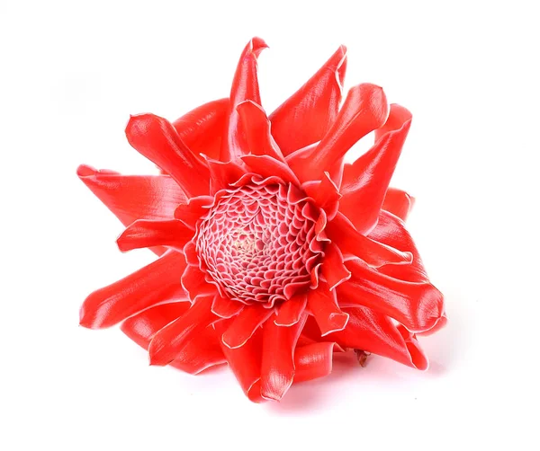 Red Flower Etlingera Elatior — Stock Photo, Image