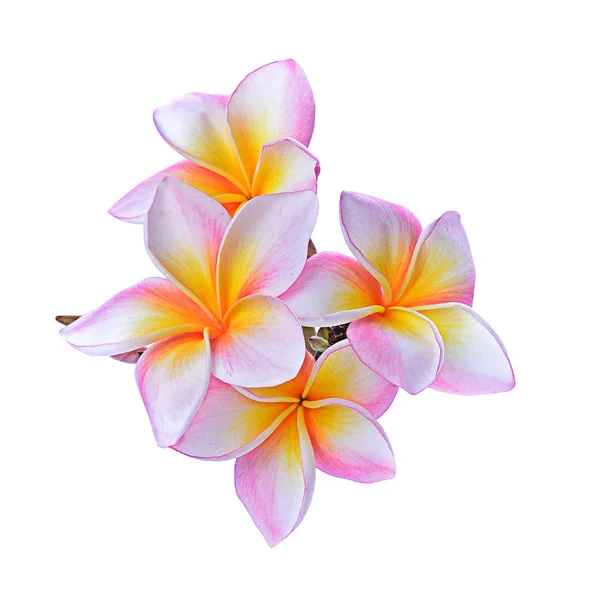 Flor Frangipani Isolada Sobre Fundo Branco — Fotografia de Stock